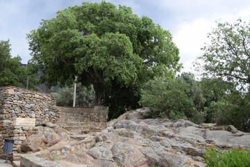 Trees above the stone fence.