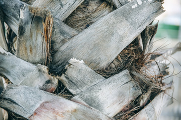 Bark of palm tree background texture.