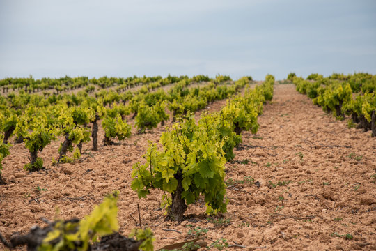 Vi&ntilde;edo  en pleno crecimiento en el mes de abril en Montilla 