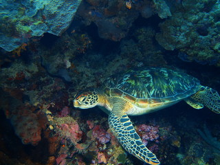 Naklejka na ściany i meble The amazing and mysterious underwater world of Indonesia, North Sulawesi, Bunaken Island, sea turtle