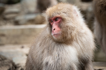 Snow monkey with  facial expression in the Jigokudani (means “Hell’s Valley”) snow monkey park around the hot spring