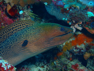 Naklejka na ściany i meble The amazing and mysterious underwater world of Indonesia, North Sulawesi, Bunaken Island, voray eel