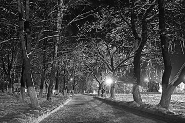 night city winter / landscape in January city lights decorated for holidays, trees in a city park, winter landscape