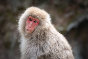 Snow monkey with curiosity expression in the Jigokudani (means “Hell’s Valley”) snow monkey park around the hot spring