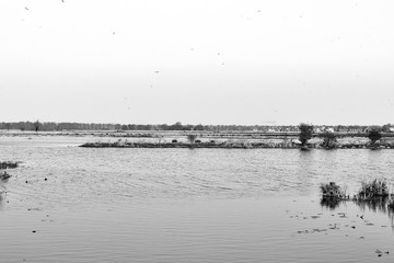 Water and plants in Groningen
