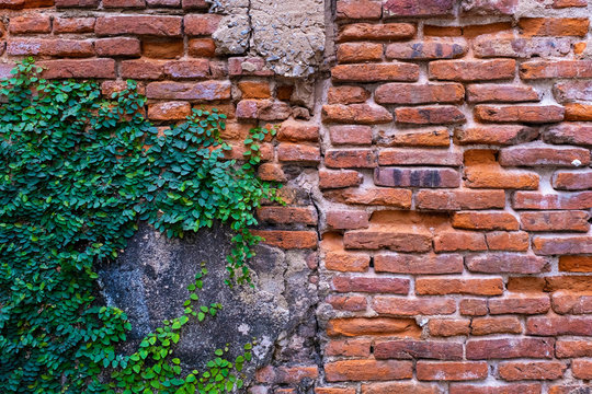 Old red brick wall texture and green leaf hanging down on it at the edge. Copy space background. © wisoot