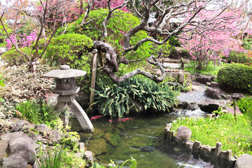 Stone lantern and pond in traditional japanese garden, Kamakura, Japan