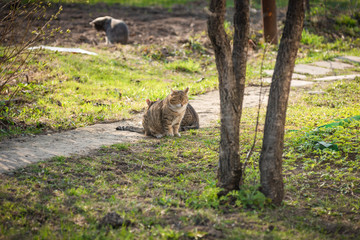 Three cats in the village courtyard, selective focus - romantic rustic story