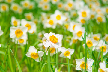 Beautiful white daffodil field, selective focus - floral spring and summer background for postcard