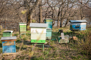 Small apiary with different hives in the spring