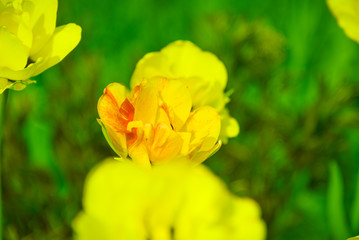 Yellow-orange tulip bud close-up, selective focus