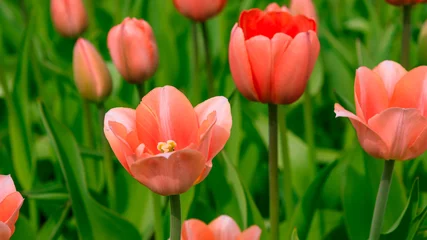Gordijnen Beautiful blooming red coral tulip field close up - beautiful floral background © Stanislav Ostranitsa