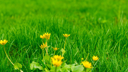Ranunculus ficaria on a background of green meadows with fresh grass - spring and summer background
