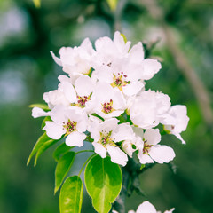 Beautiful apple tree branch with white flowers - spring romantic pattern