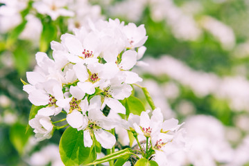 Beautiful apple tree branch with white flowers - spring romantic pattern