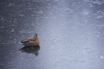 wintering birds / bird flock, winter lake, wild birds on winter lake, seasonal, migratory ducks