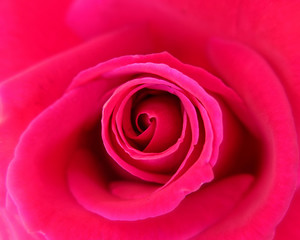 red rose flower top view close up, natural background