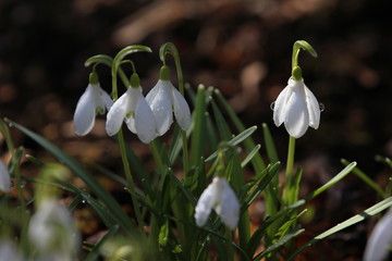 snowdrops with water drops