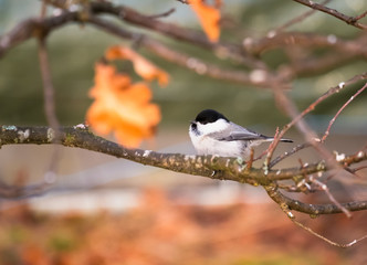 Little cute bird titmouse sitting on branch at autumn evening in Finland