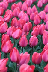 Fototapeta premium Tulips flowers in a garden