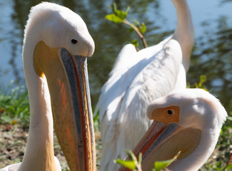 Pelikan, pelikany, pelikanowate, Pelecanidae, Pelecaniformes