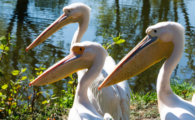 Pelikan, pelikany, pelikanowate, Pelecanidae, Pelecaniformes