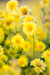 Yellow chrysanthemum flowers, chrysanthemum in the garden. Blurry flower for background, colorful plants.