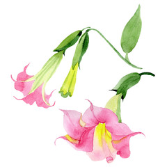 Pink brugmansia floral botanical flowers. Watercolor background set. Isolated brugmansia illustration element.