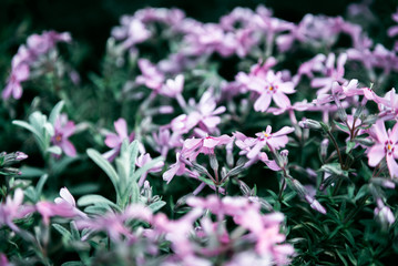 Lilac flowers bunch background. Beautiful opening violet Lilac flower Easter design closeup. Beauty fragrant tiny flowers time lapse open closeup.