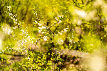The sun shines through a lilac bush at sunset closeup