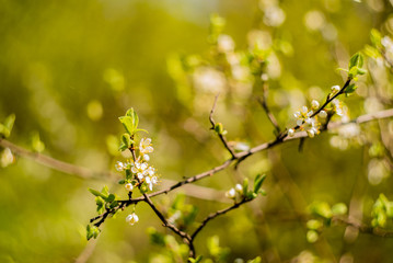 The sun shines through a lilac bush at sunset closeup