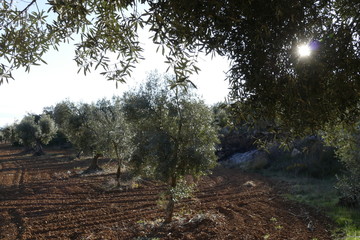 naturaleza