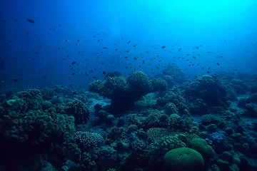 Foto op Aluminium coral reef underwater / lagoon with corals, underwater landscape, snorkeling trip © kichigin19