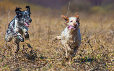 Two hunting dogs running across the field on the hunt. English setter. 