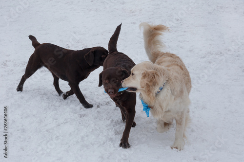Cute Golden Retriever And Two Chocolate Labradors Are