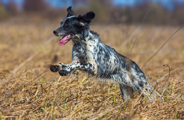 Hunting dog running across the field on the hunt. English setter. 