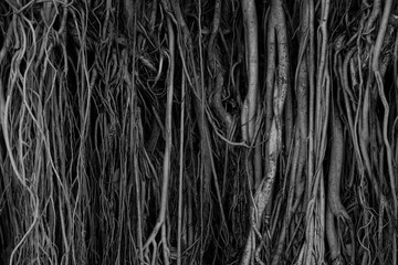 The roots and stems of the banyan tree are densely packed, looking cluttered as the surface of the wood, photographing black and white.