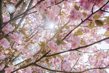 flowering cherry blossoms