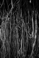 The roots and stems of the banyan tree are densely packed, looking cluttered as the surface of the wood, photographing black and white.