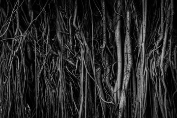 The roots and stems of the banyan tree are densely packed, looking cluttered as the surface of the wood, photographing black and white.