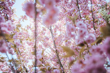 flowering cherry blossoms