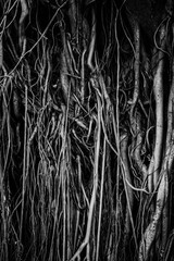 The roots and stems of the banyan tree are densely packed, looking cluttered as the surface of the wood, photographing black and white.