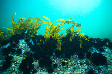 Fototapeta na wymiar underwater landscape