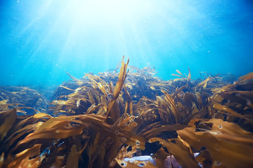 laminaria sea kale underwater photo ocean reef salt water