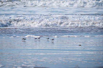 Small Calidris birds on the shores of the Atlantic Ocean in Morocco are running for prey