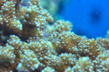 underwater world / blue sea wilderness, world ocean, amazing underwater
