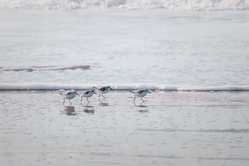 Fototapeta premium Small Calidris birds on the shores of the Atlantic Ocean in Morocco are running for prey