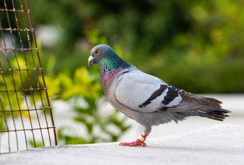 full body of speed racing pigeon bird standing on home loft roof