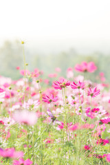 Obraz premium Cosmos flowers in nature, sweet background, blurry flower background, light pink and deep pink cosmos.