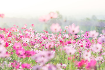Cosmos flowers in nature, sweet background, blurry flower background, light pink and deep pink cosmos.